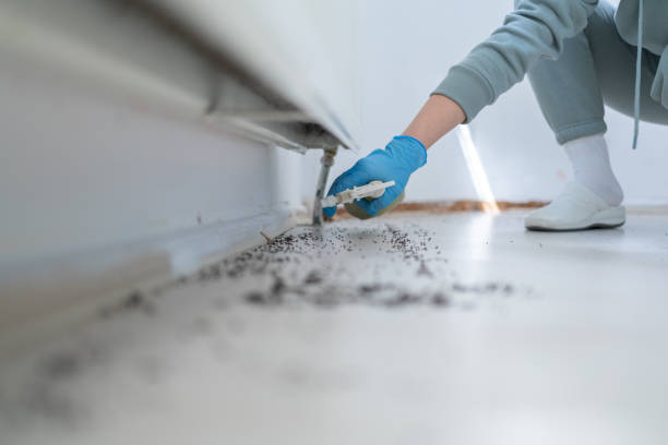 Reliable Davis, CA Pest Control Solutions